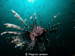 Lionfish stalking it's prey in the sunshine. Thos Lionfis... by Magnus Larsson 